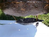 Большой клепаный бронзовый киммерийский котел