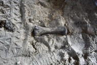 Кости на территории раскопок лежат буквально под ногами. Археологи успокаивают – это останки животных