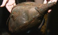 Найденный под Бобруйском шлем может стать самым древним символом государственности на белорусских землях