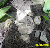 такой себе маленький кладик из 13 пятикопеечных и одной 15копеечной монетки. Мне понравилось их доставать из под корней. Очень приятное это занятие.