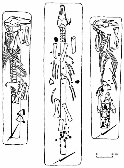 Конские захоронения Верхнесалтовского I катакомбного могильника. 1 - погребение коня 1; 2 - погребение коня 3; 3 - погребение коня 4